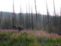 Lynx Creek Burn